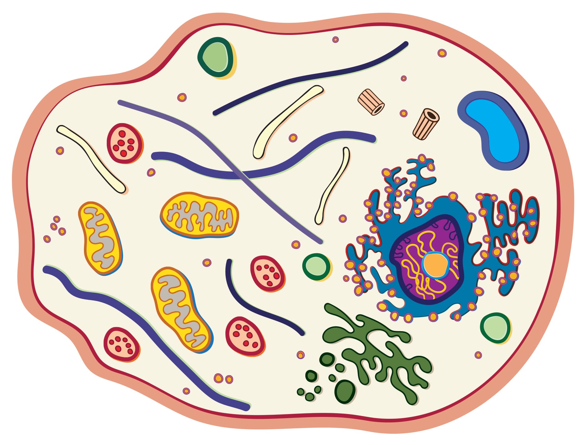 See Through Cell Manipulatives