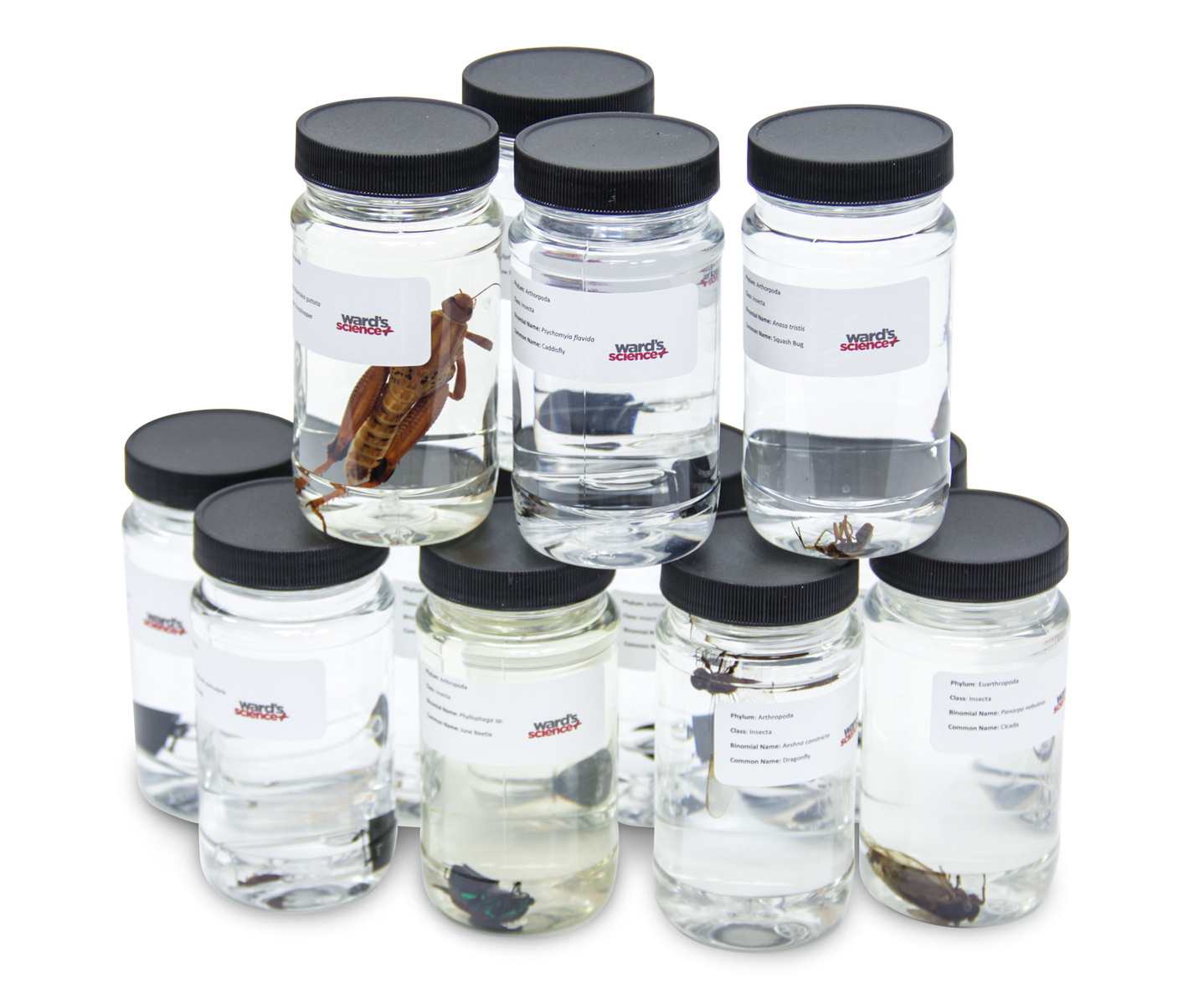 Ward's® Animal Kingdom Set 3 - Arthropod Set 2