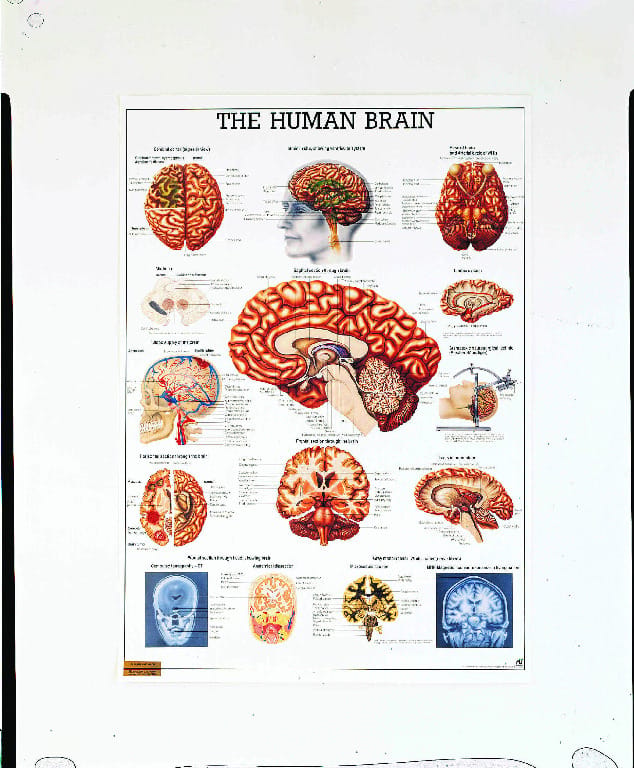 Rudiger Human Systems Charts