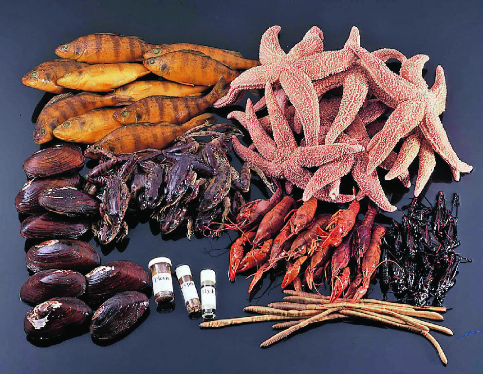 Ward's® Classroom Seven-Phyla Animal Survey Set
