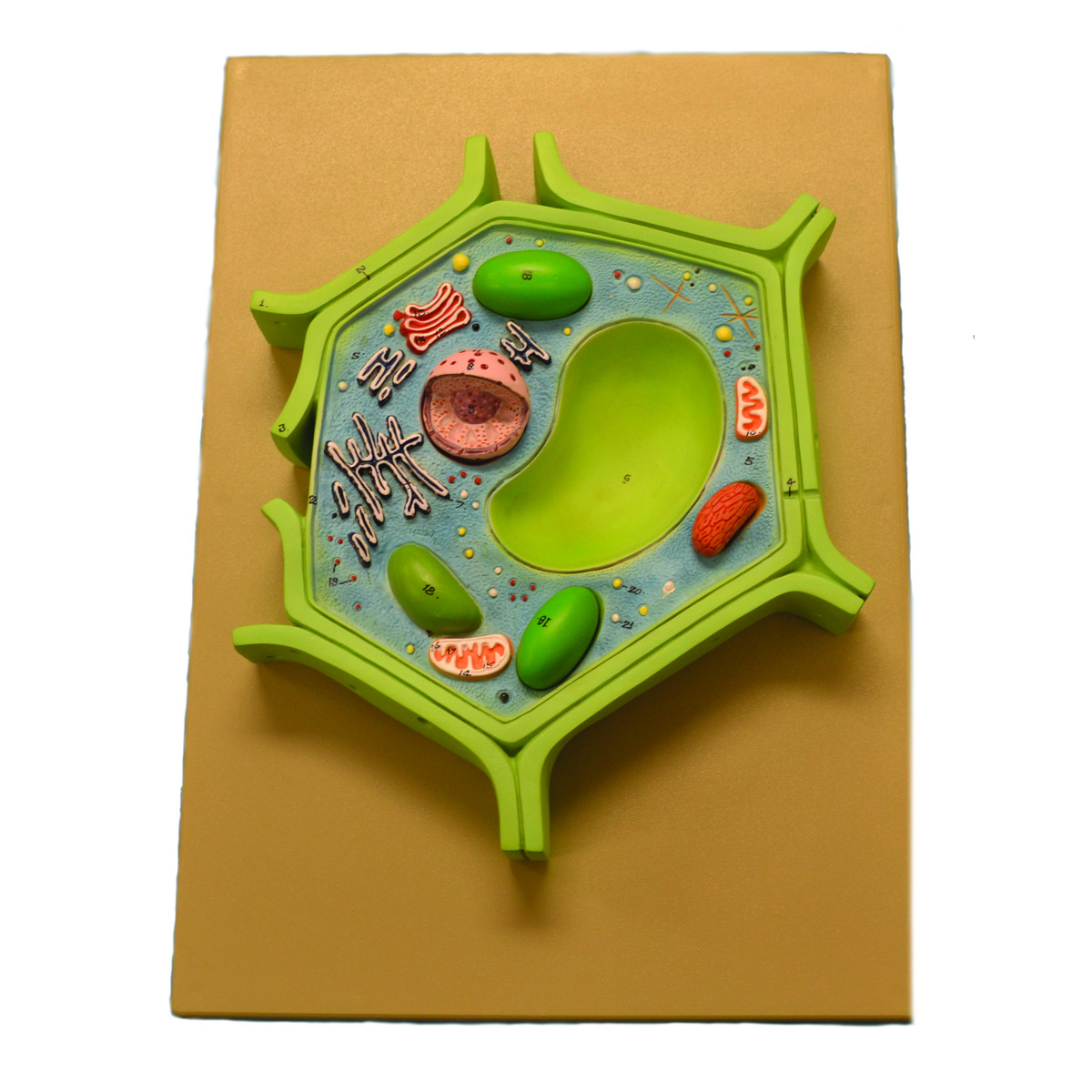 Eisco® 4 Part Plant Cell
