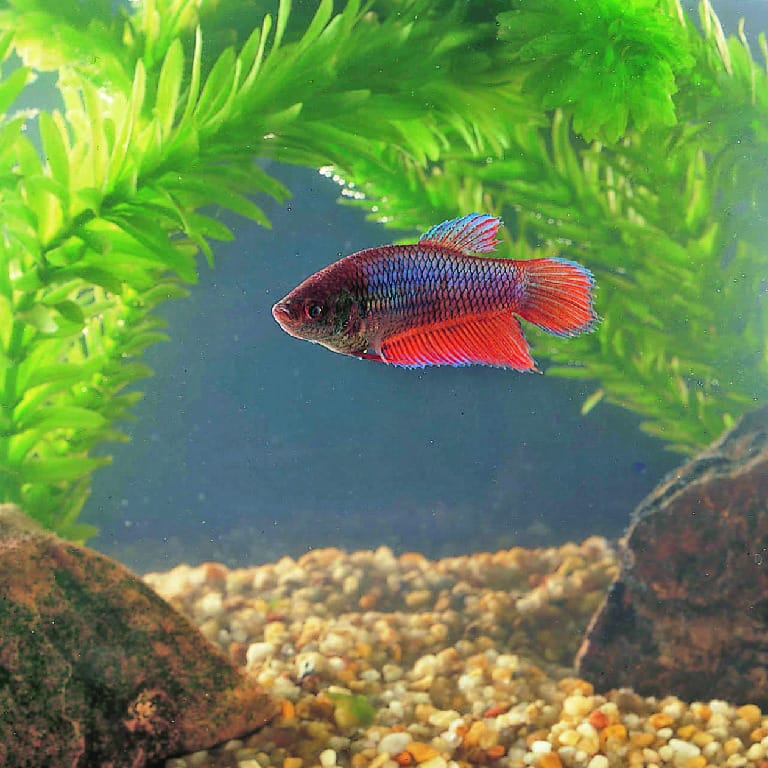 Betta splendens