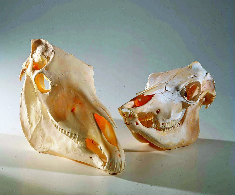 Cow Skulls