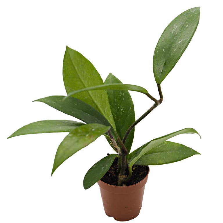 ReptiFauna Bioactive Plants