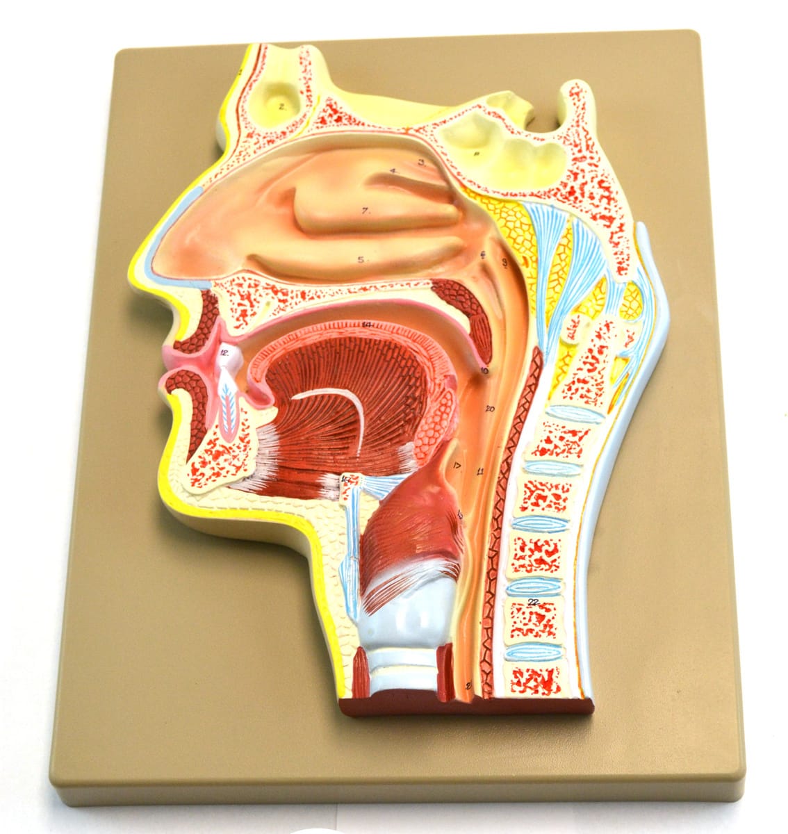 Eisco® Enlarged Human Nose and Sinus Cavity Model
