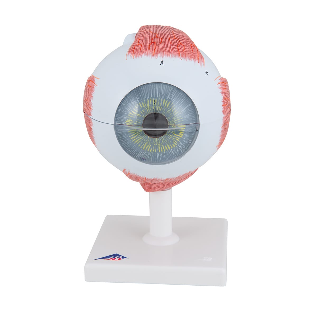 3B Scientific® Giant Eye