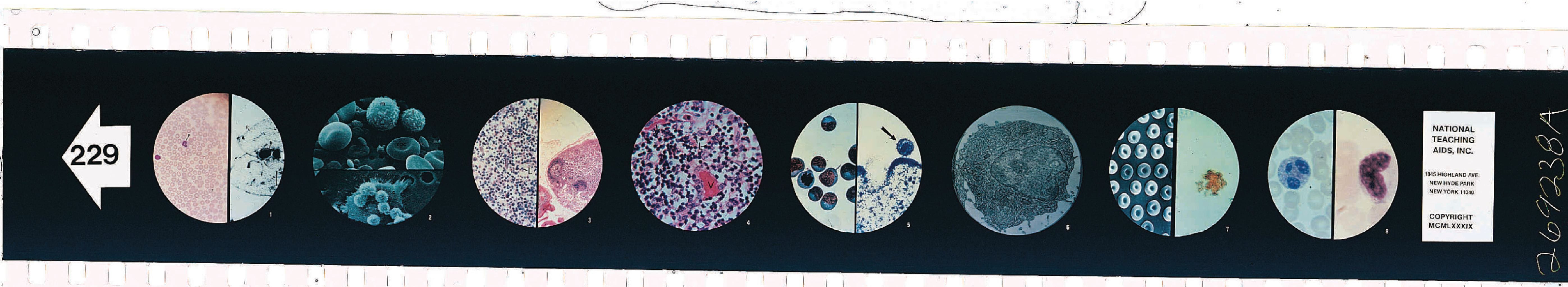 Immunity Microslides