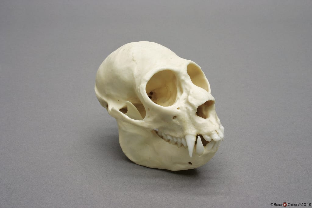 BoneClones® Animal Skulls, Primates