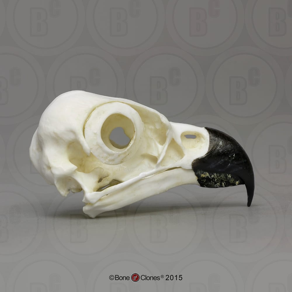 BoneClones® Animal Skulls, Avian