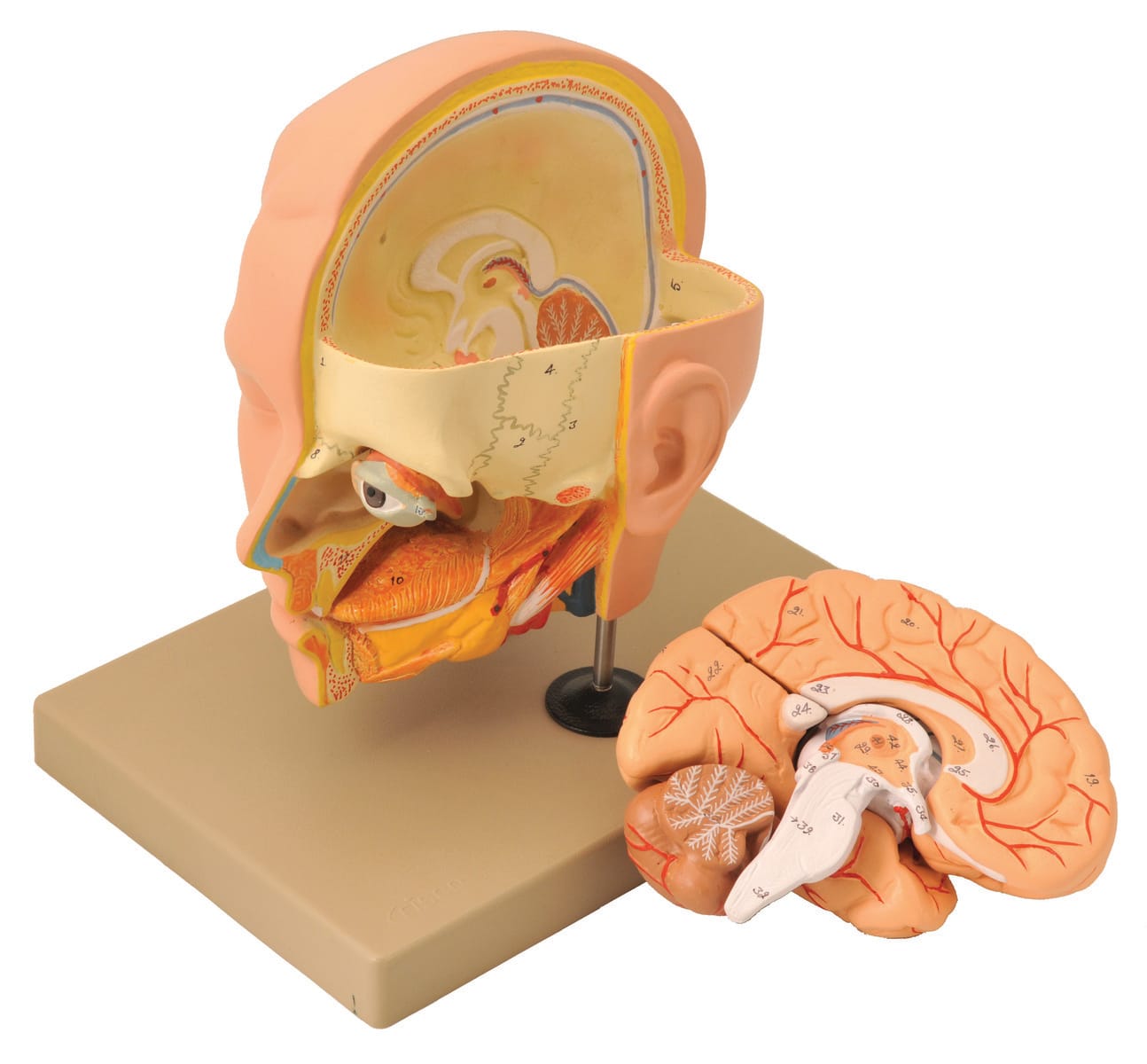 Eisco® Dissectible Human Head and Brain Model, 6 Parts