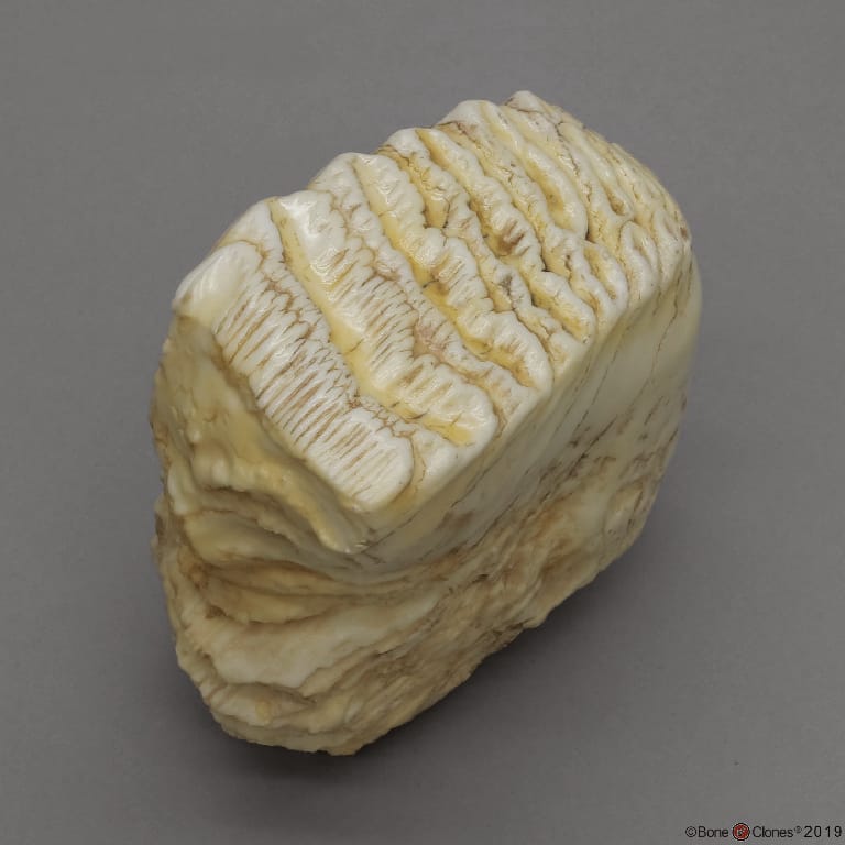 BoneClones® Replica Teeth