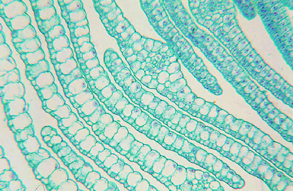 Elodea, Submerged Leaf Slide