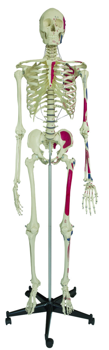 Rudiger® Life-Size Human Skeleton Model