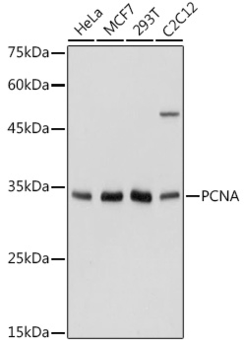 Anti-PCNA Rabbit Polyclonal Antibody | VWR, part of Avantor