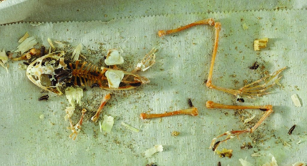 Ward's® Dermestid Skeletal Preparation Kit (Dermestes maculatus)