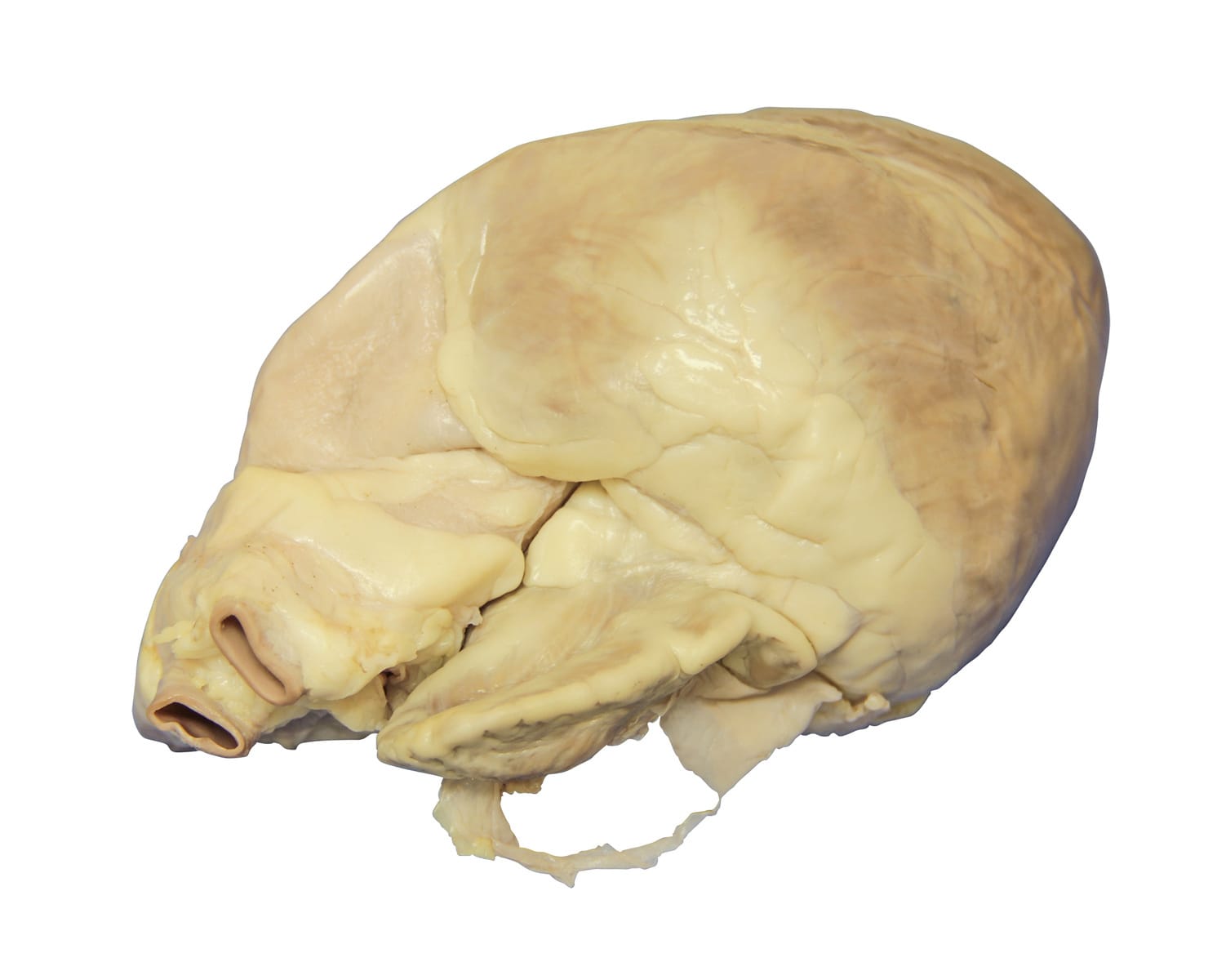 Ward's® Pure Preserved™ Pig Hearts