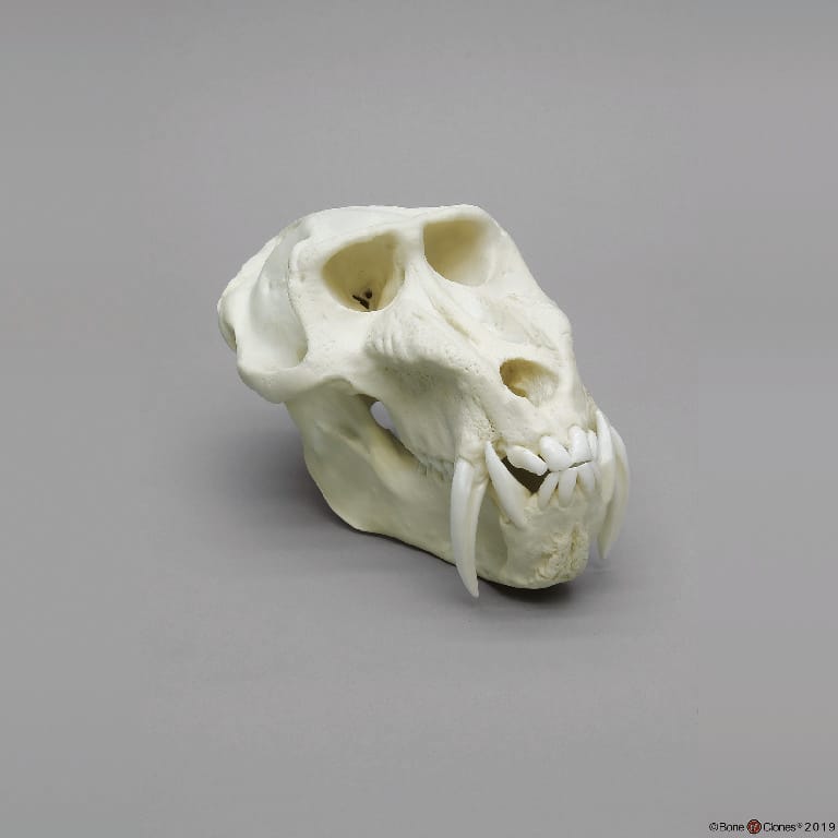 BoneClones® Animal Skulls, Primates