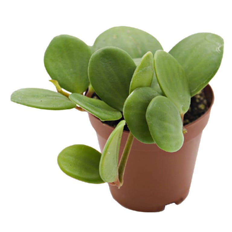 ReptiFauna Peperomia Plants