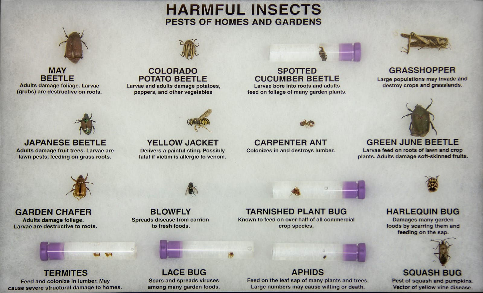 Harmful Insects Riker Mount, Riker Mount