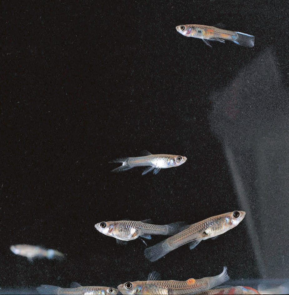 Ward's® Live Goldfish (3), Guppies (6), and Elodea: Pack of 1