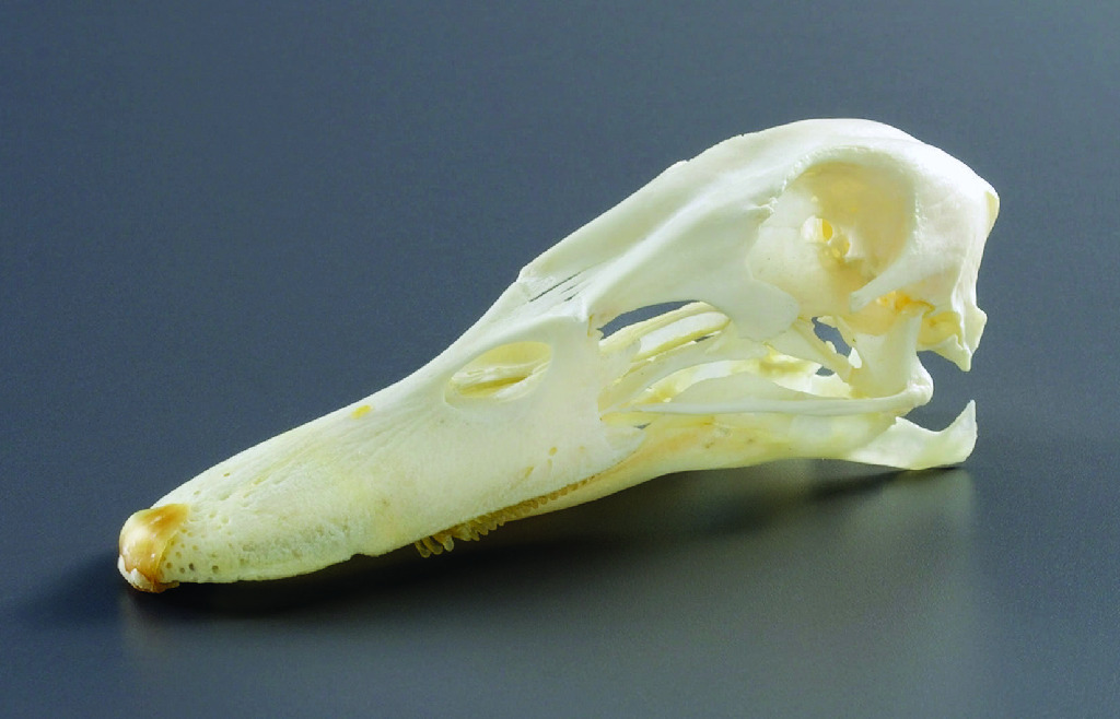Duck Skull