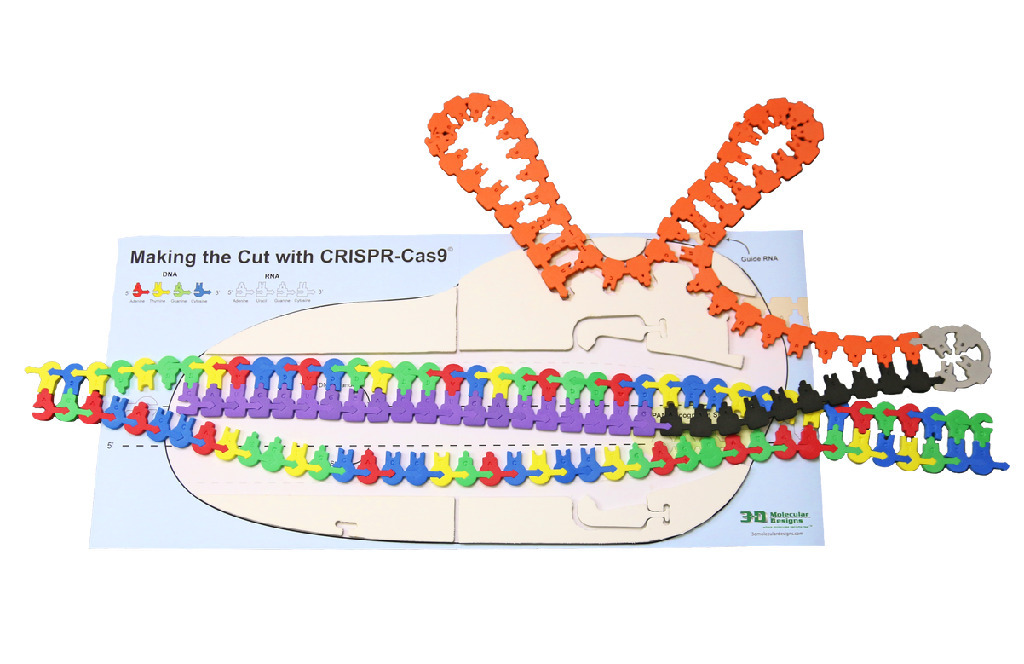 Making the Cut with CRISPR CAS-9