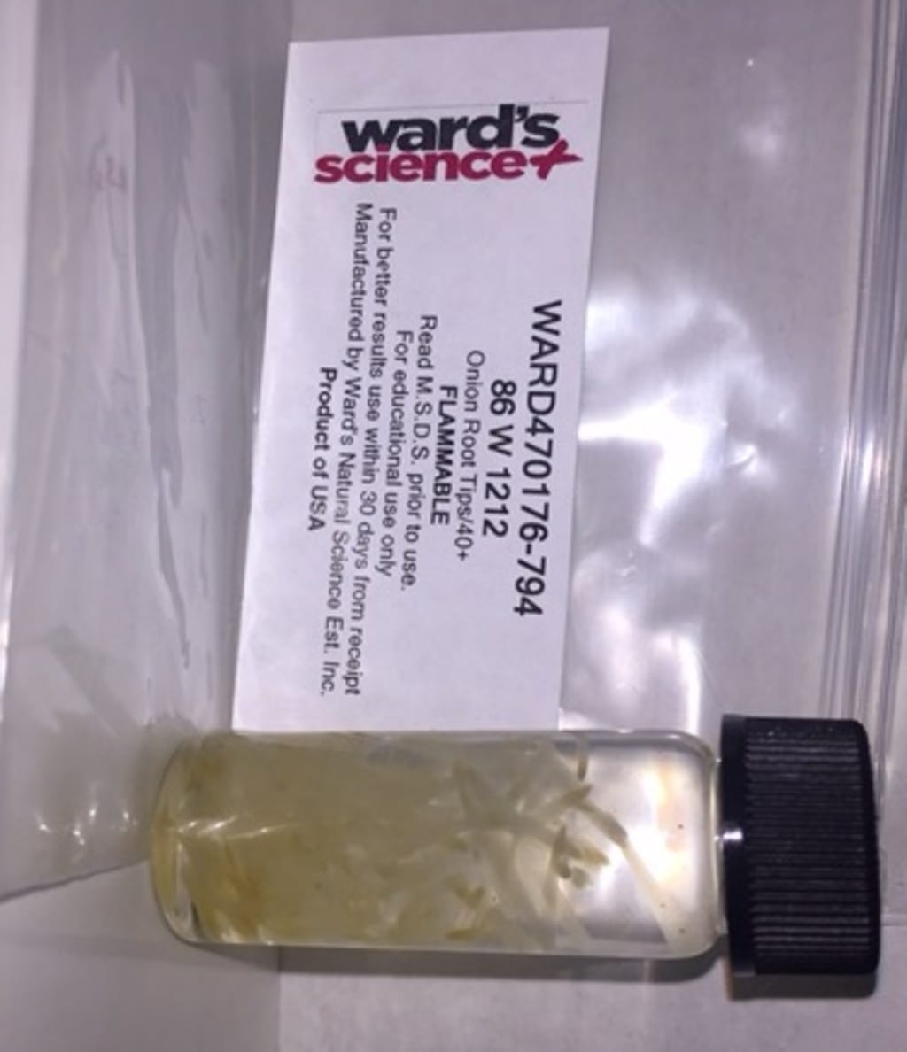 Preserved Onion Root Tips