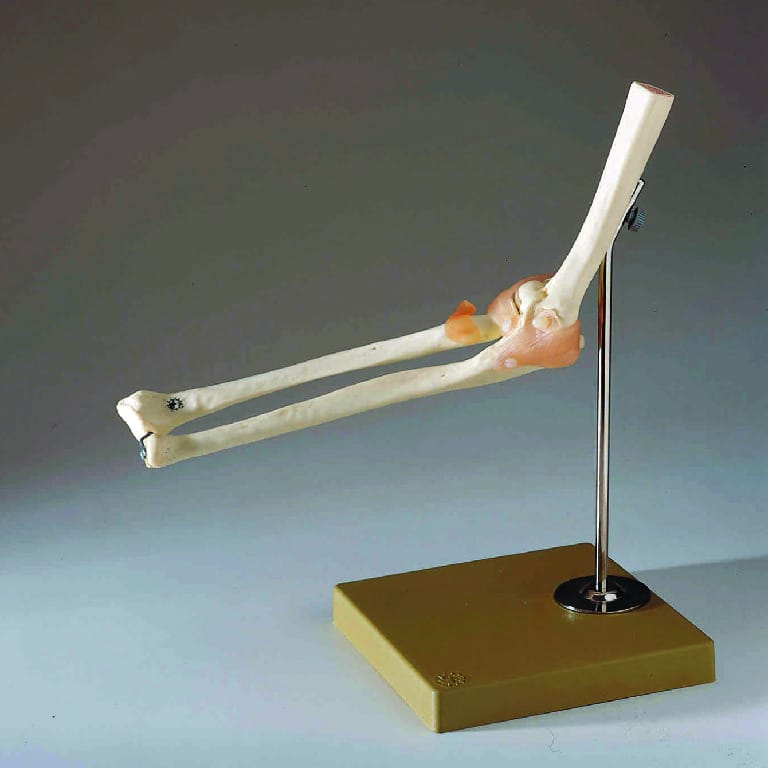 Somso® Functional  Joints