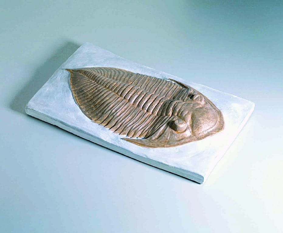 Huntonia purdue (Devonian)