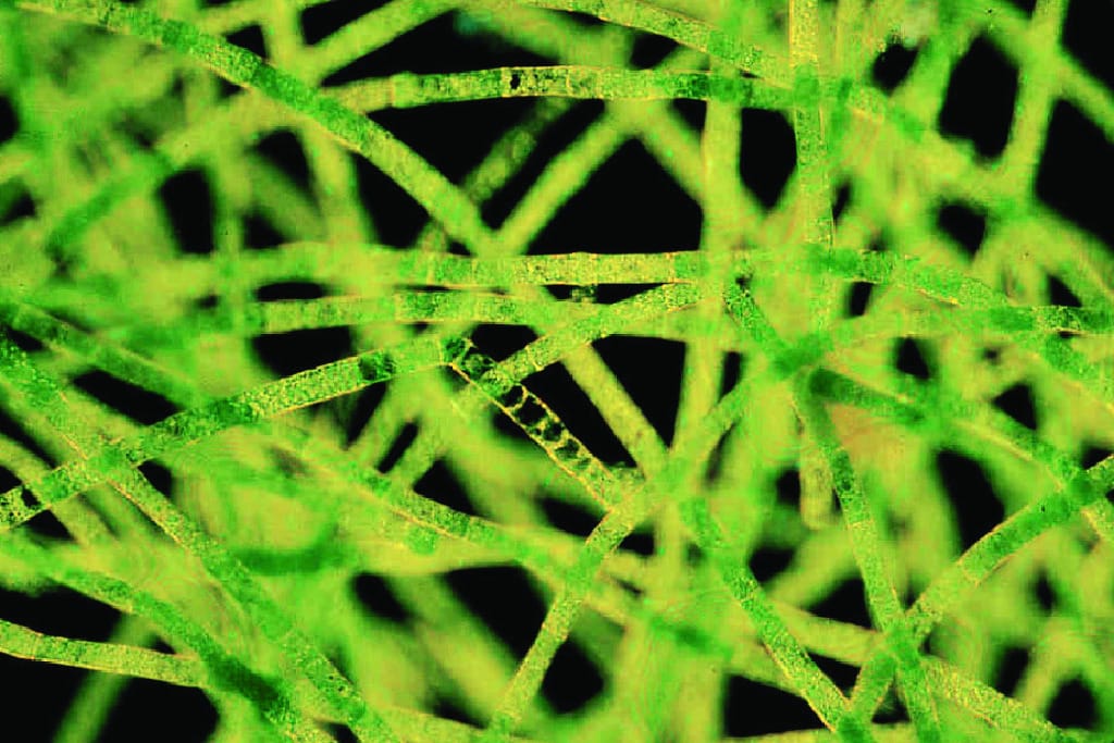 Ward's® Ulothrix