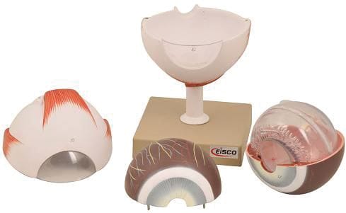 Eisco® Dissectable Eye