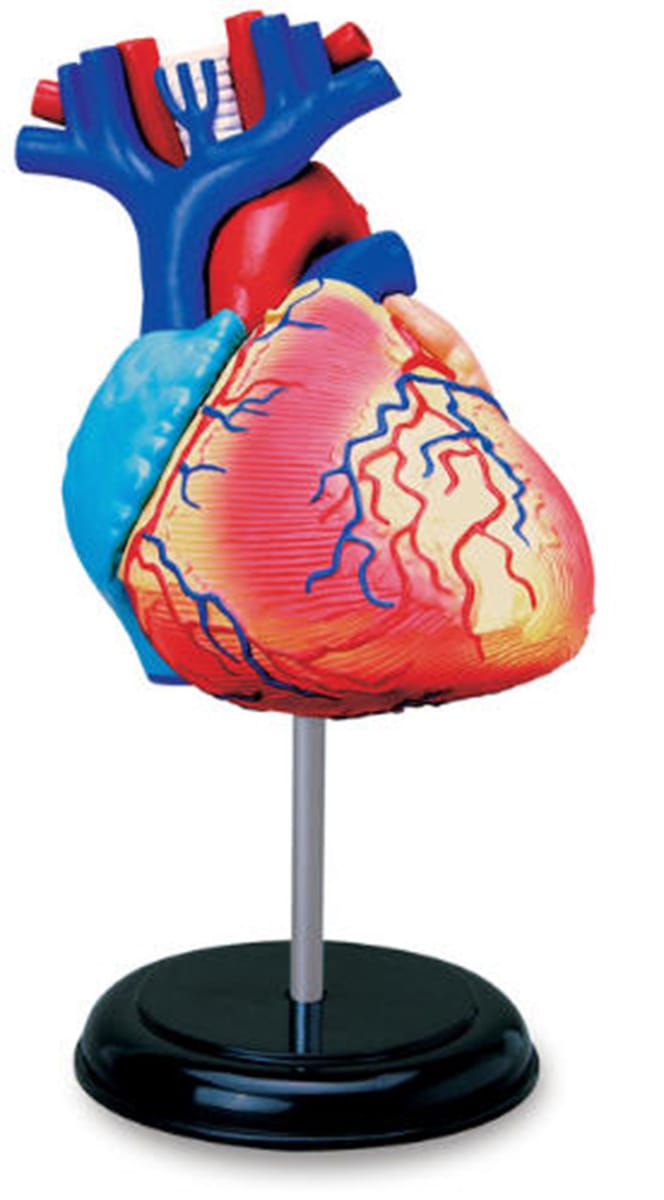 4D Anatomy Models