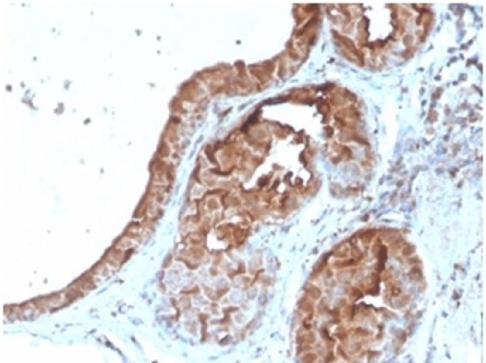 Anti-Lactoferrin Mouse Monoclonal Antibody [clone: LTF/4079] | VWR ...