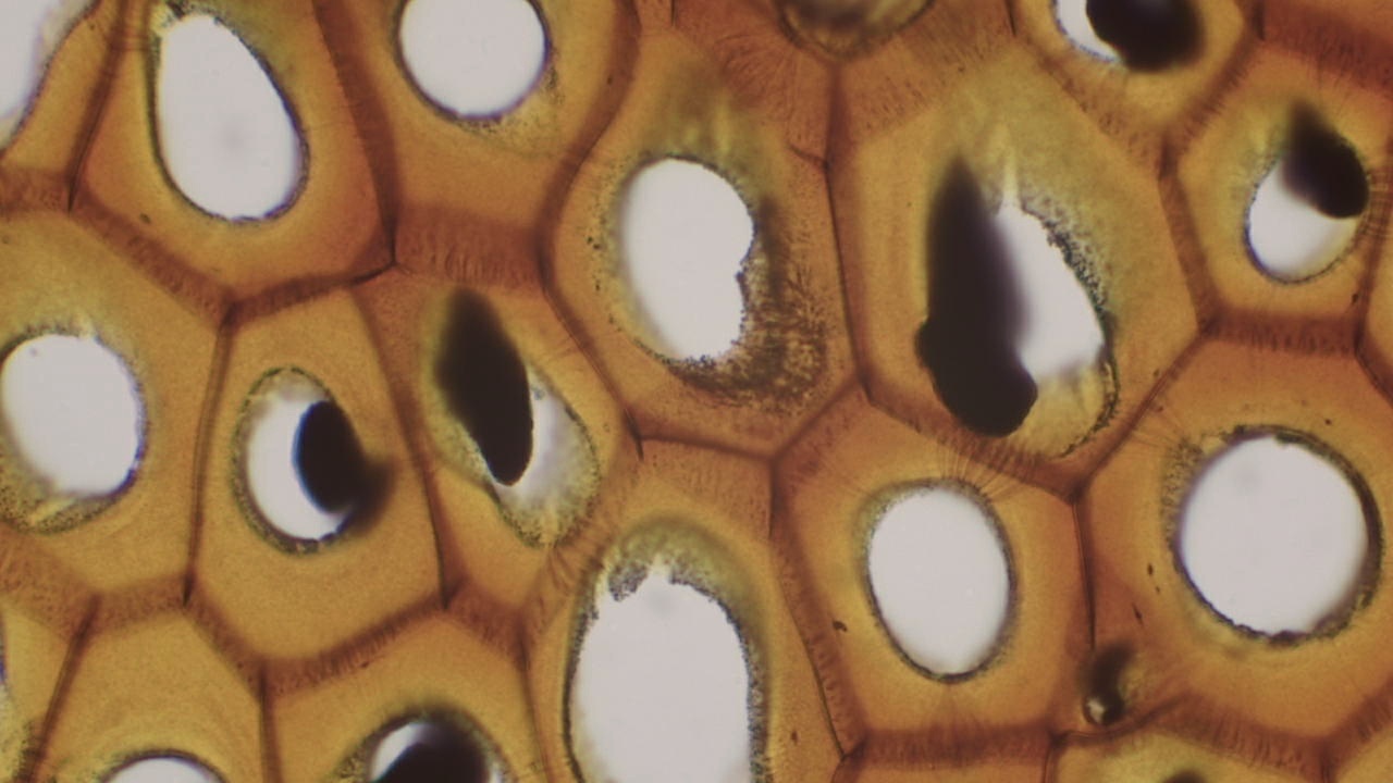 Plasmodesmata Slide