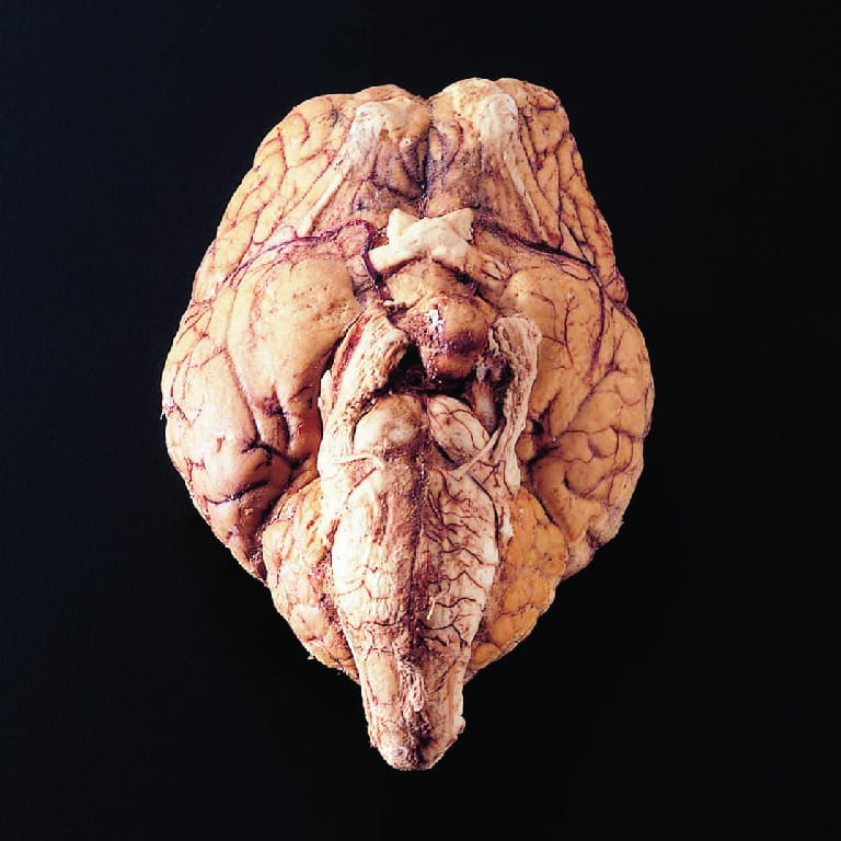 Freeze-Dried Sheep Brain