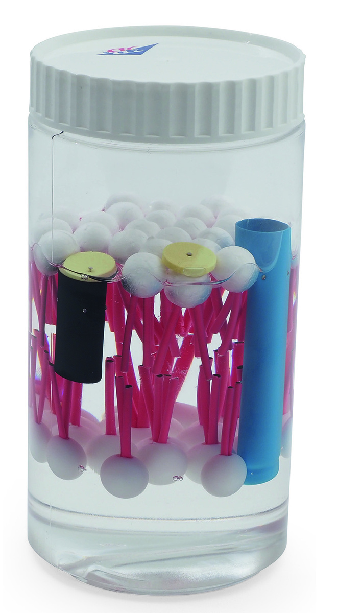 Biomembrane Model