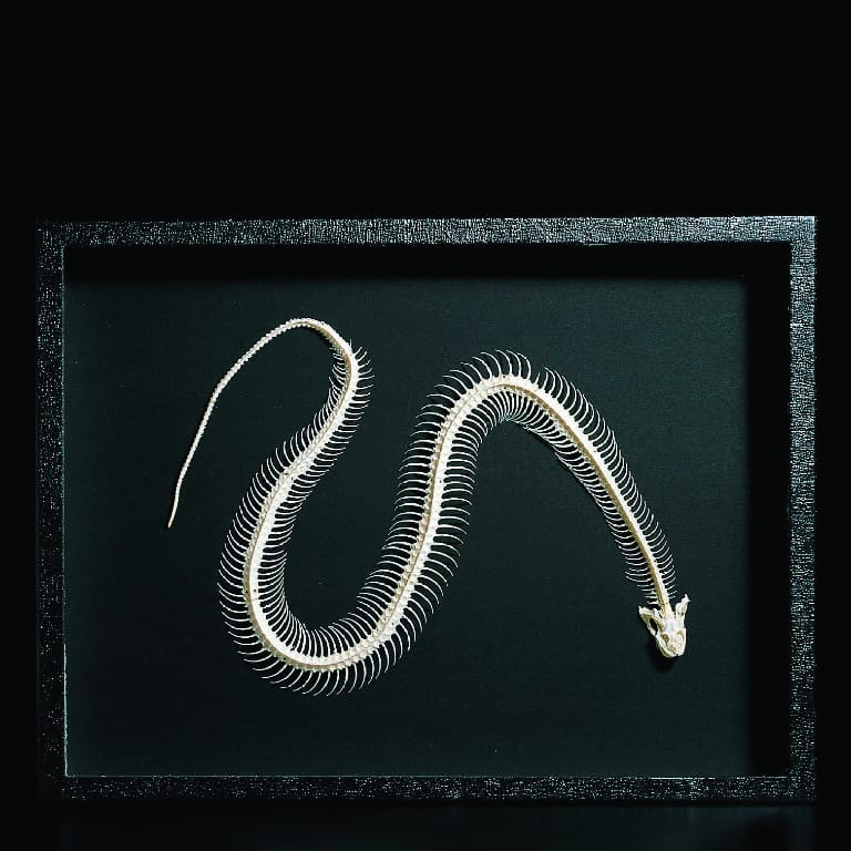 Ward's® Snake Skeleton