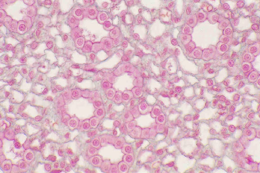 Simple Cuboidal Epithelium Slides