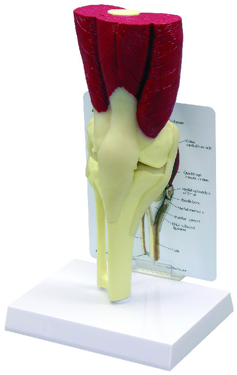 GPI Anatomicals® Muscled Joint Models