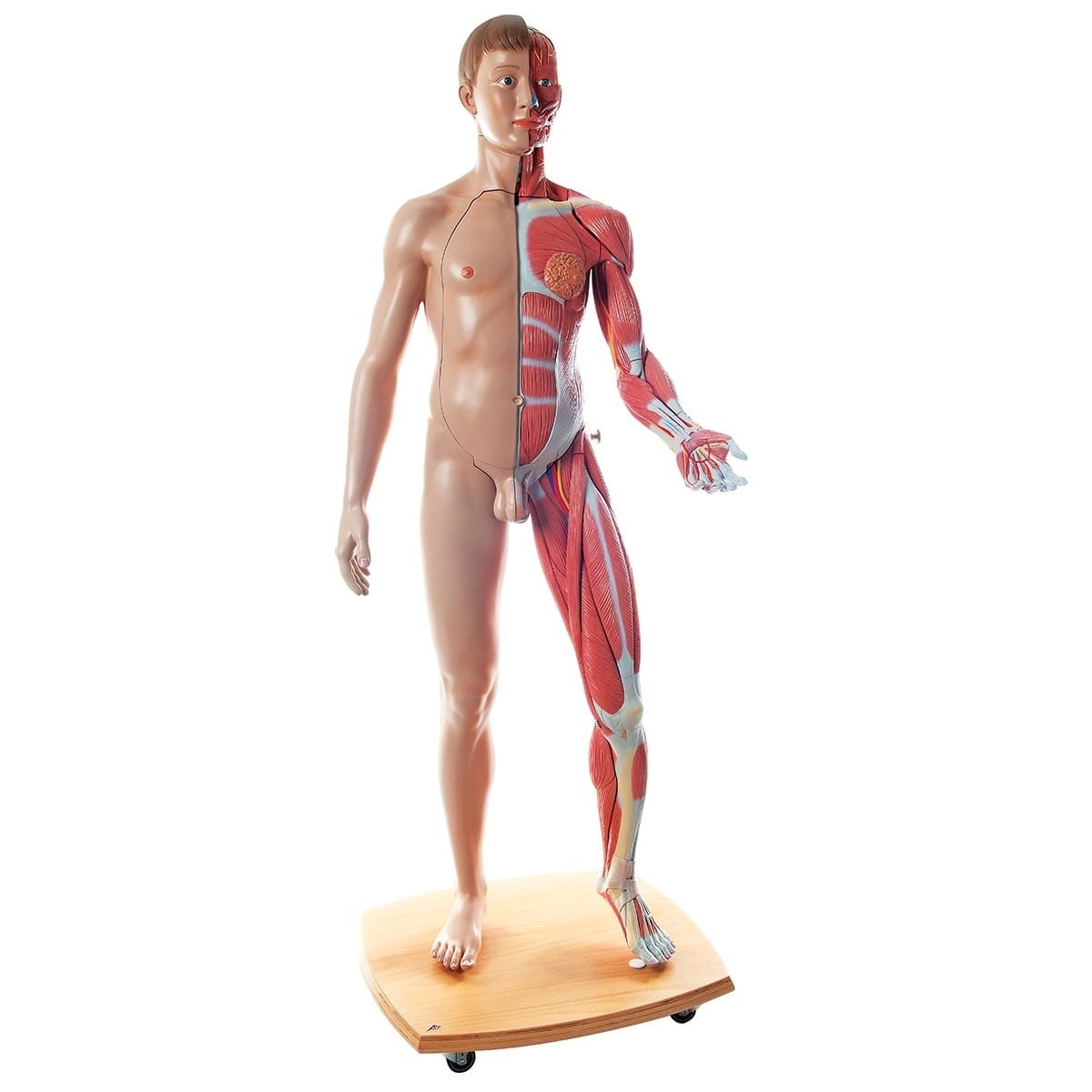 3B Scientific® Life Size Dual Sex Figure