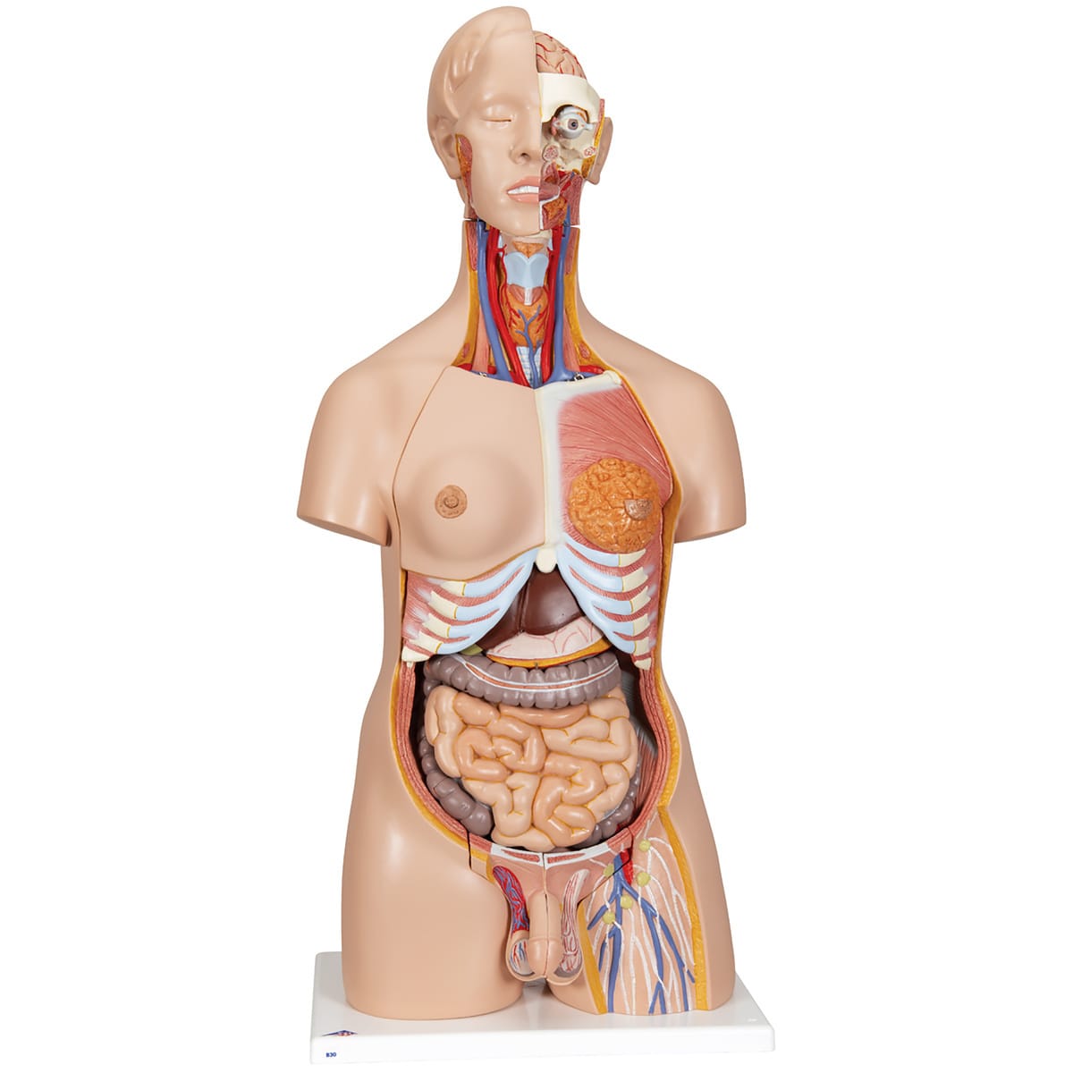 3B Scientific® Dual Sex Torso