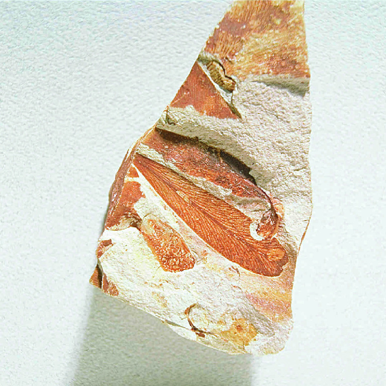 Glossopteris sp. (Permian)