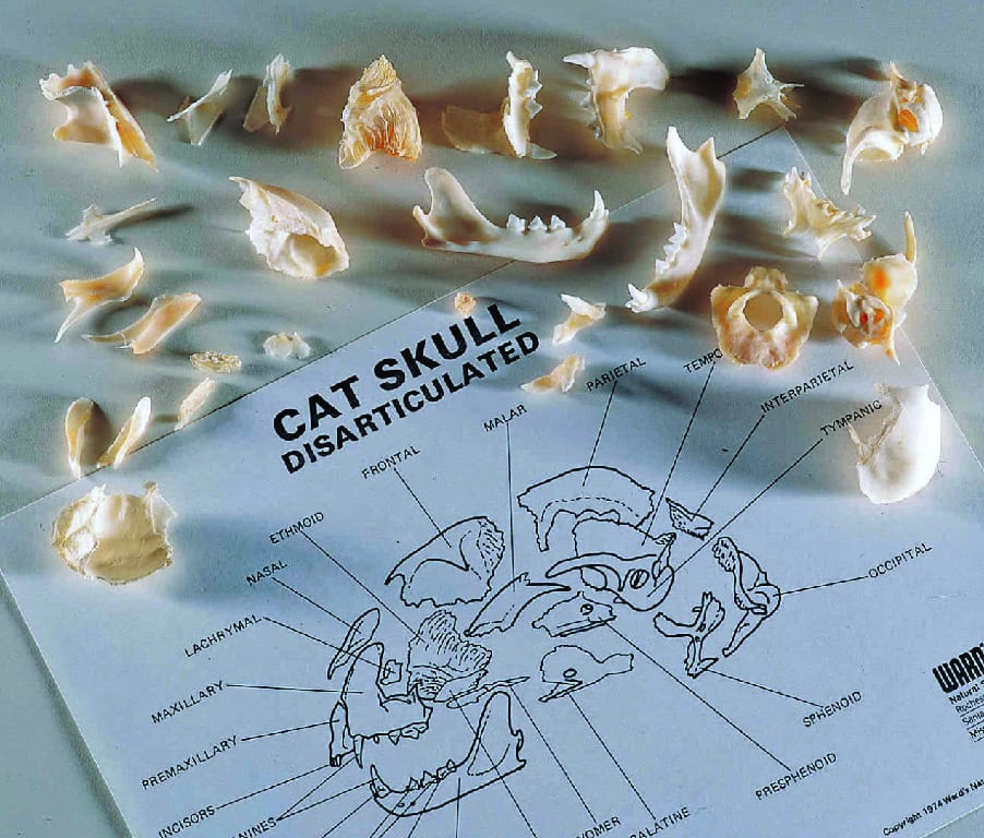 Ward's® Disarticulated Cat Skull