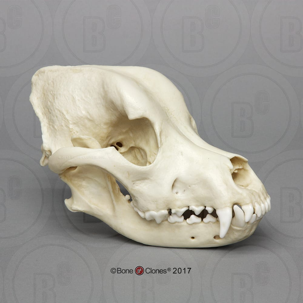 Bone Clones® Rottweiler Skull