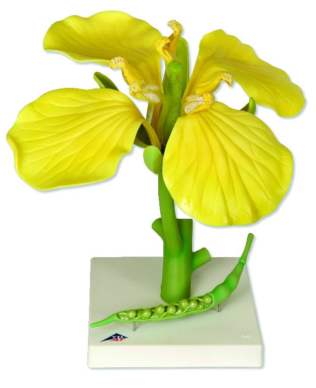 3B Scientific® Floral Models