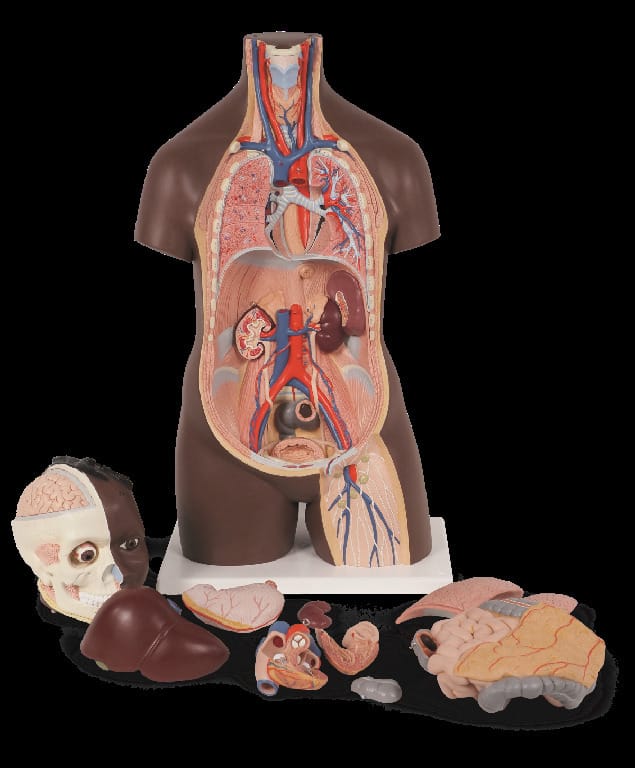 3B Scientific® Classic Unisex Torsos