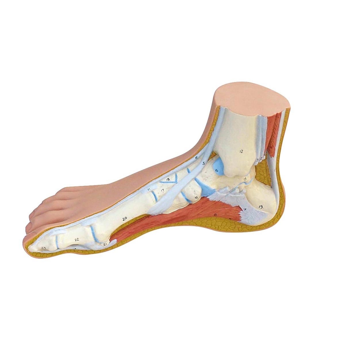 3B Scientific® Foot Structure Models