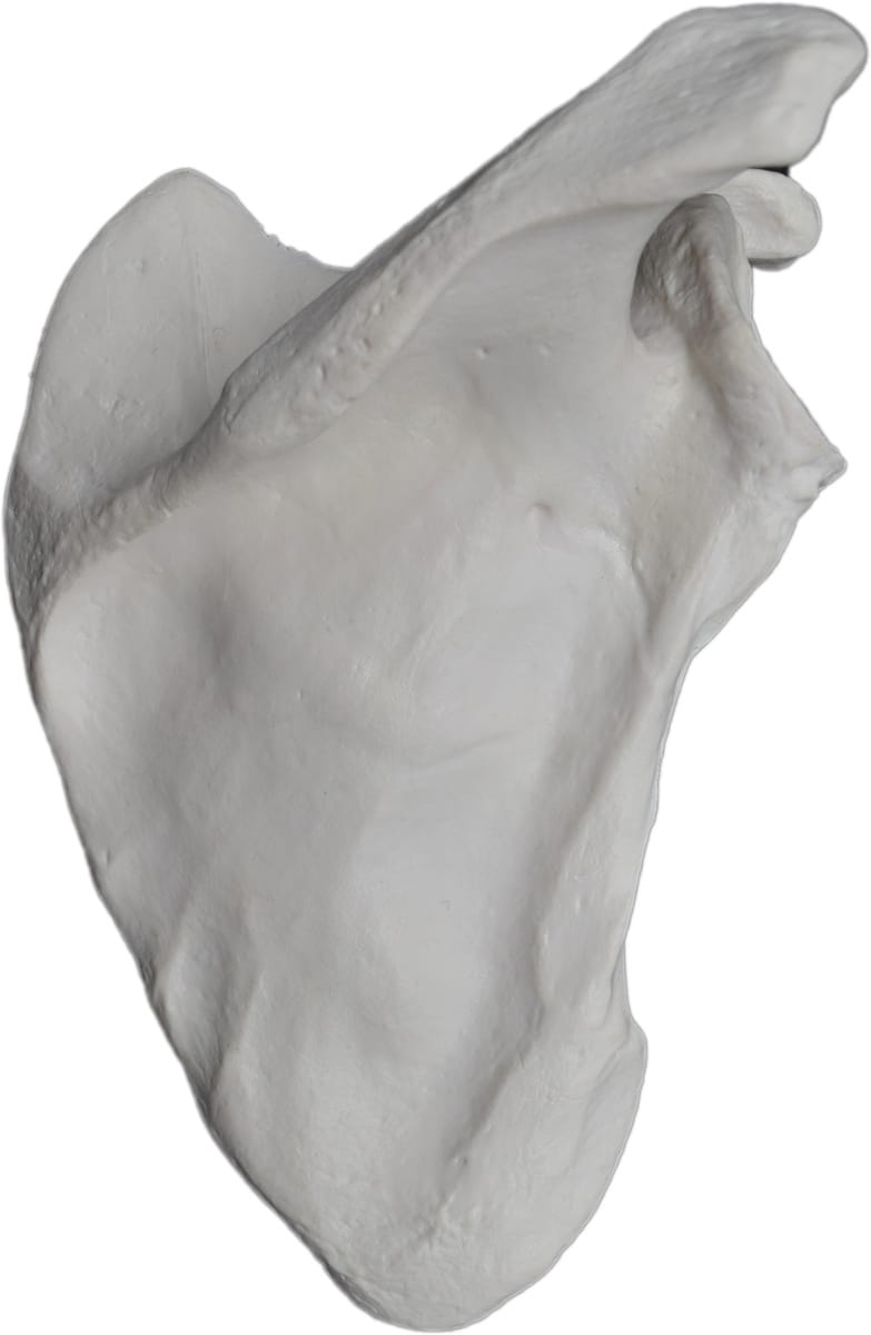Eisco® Individual Bones