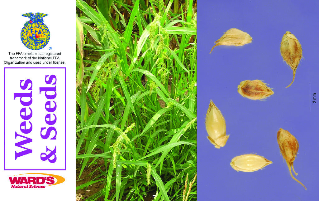 Ward's® Agricultural Science Flash Cards