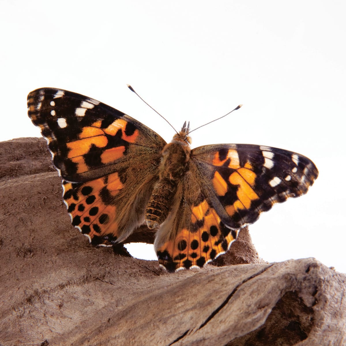 Ward's® Live Painted Lady Butterfly Larvae: Pack of 5